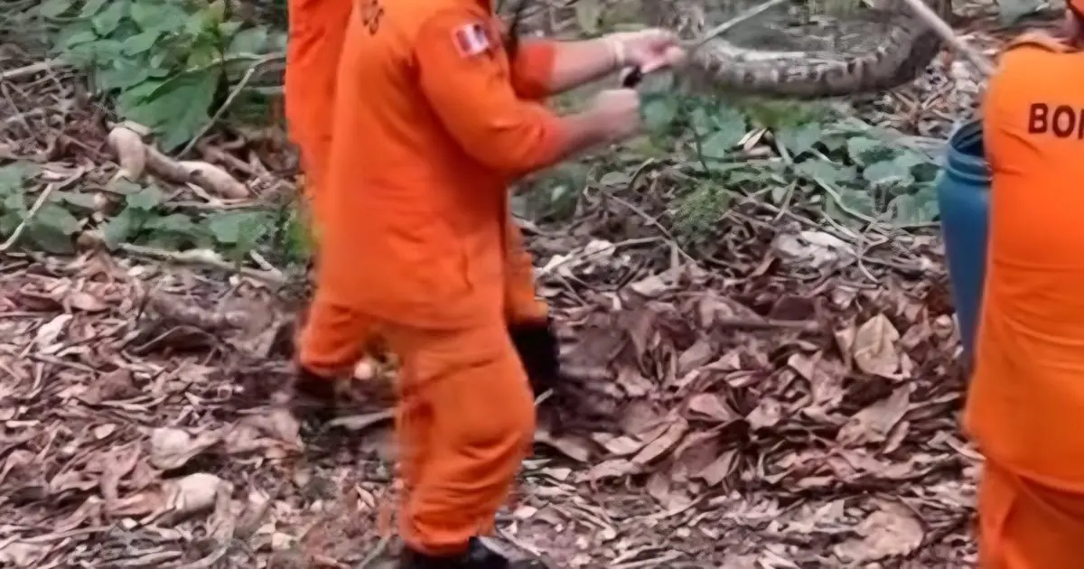 Cobra é capturada no Bosque das Arapiracas; tamanho impressiona moradores