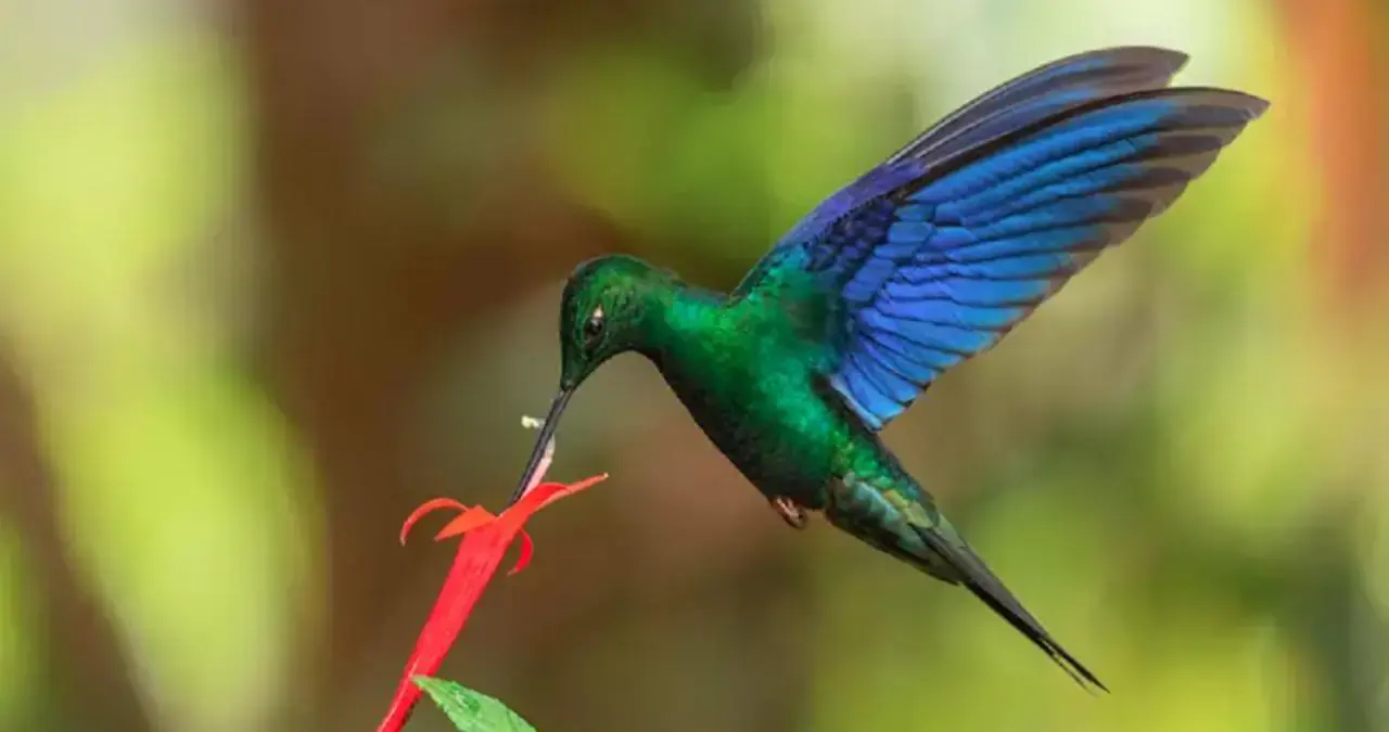 Pequeno no tamanho, gigante nas habilidades: Beija-flor pode voar para trás e coração passa de 1.200 batimentos; veja curiosidades